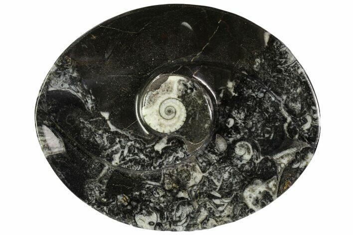 Oval Shaped Fossil Goniatite Dish - Morocco #108007